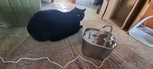 Gato junto a la fuente Kinets